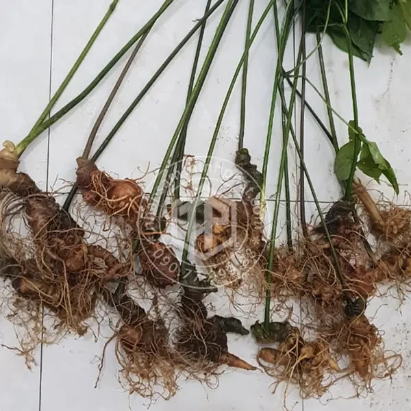 Sâm Ngọc Linh loại 500g 5 - 6 củ