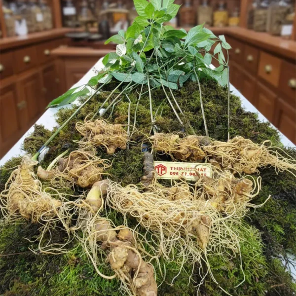 Sâm Ngọc Linh loại 9 -11 củ 1 kg