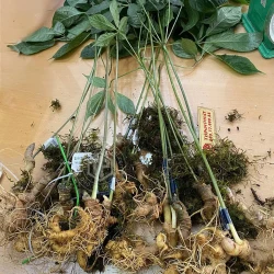 Sâm Ngọc Linh loại 19 - 21 củ 1 kg