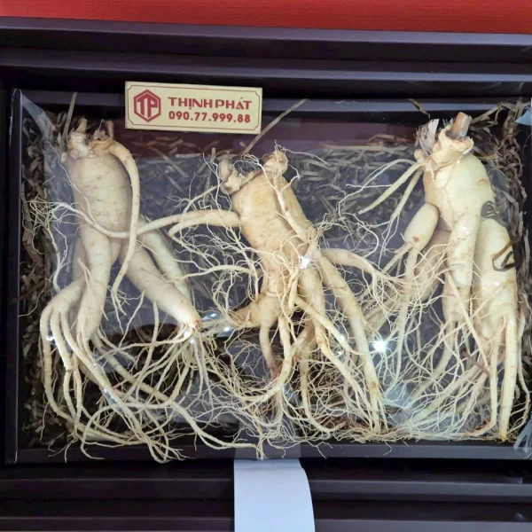 Nhân sâm tươi Hàn Quốc loại 1 nhập khẩu kg 3 củ