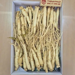 Nhân sâm tươi Hàn Quốc loại 1 nhập khẩu kg 30-40 củ
