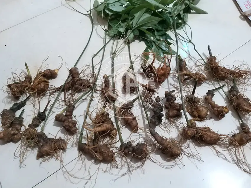 Sâm Ngọc Linh loại 19 - 21 củ 1 kg