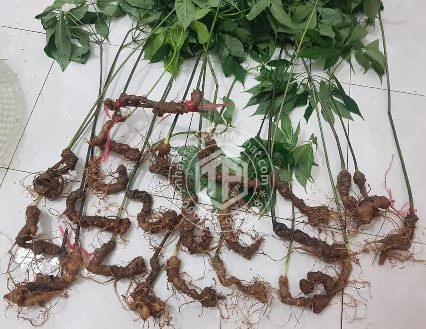 Sâm Ngọc Linh loại 19 - 21 củ 1 kg
