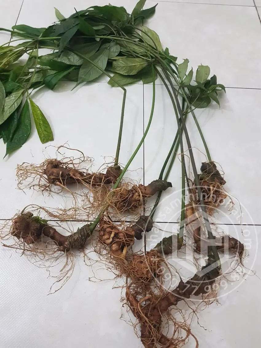 Sâm Ngọc Linh loại 8 củ 1 kg